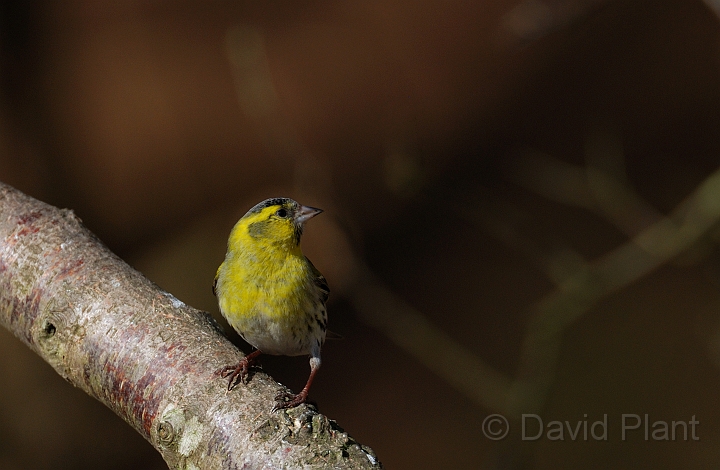 Siskin male - B.jpg - Siskin, male - Forest of Dean